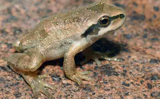 मेंढक पर जानकारी ▷ some facts about frog in hindi मेंढक पर जानकारी ▷ some facts about frog in hindi