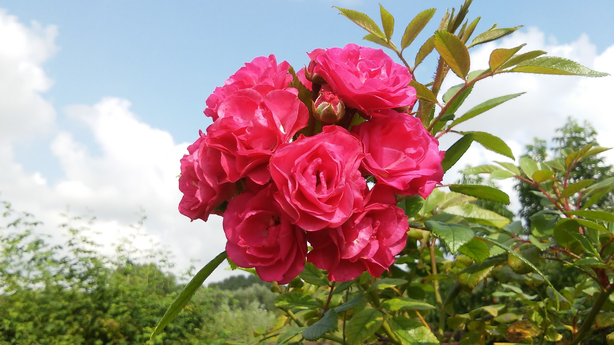 Ranczo Elma: Róża (Rosa) Dinky