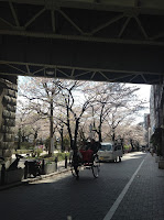 Sumida Park sakura