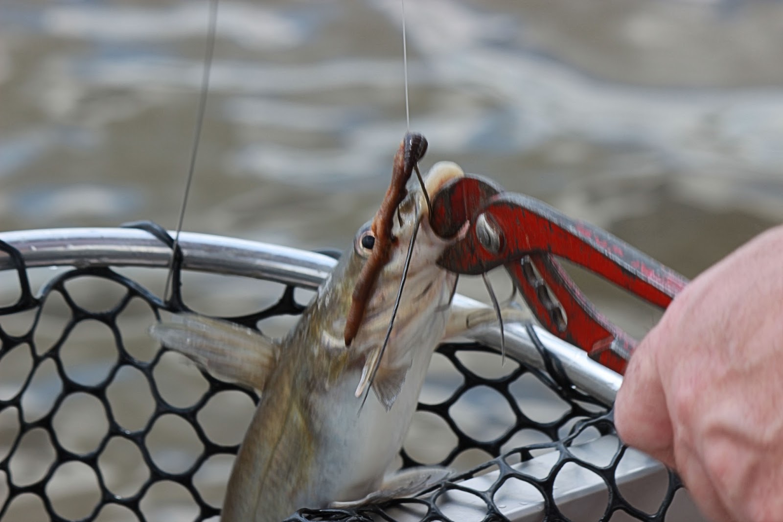 Catching Fish photos