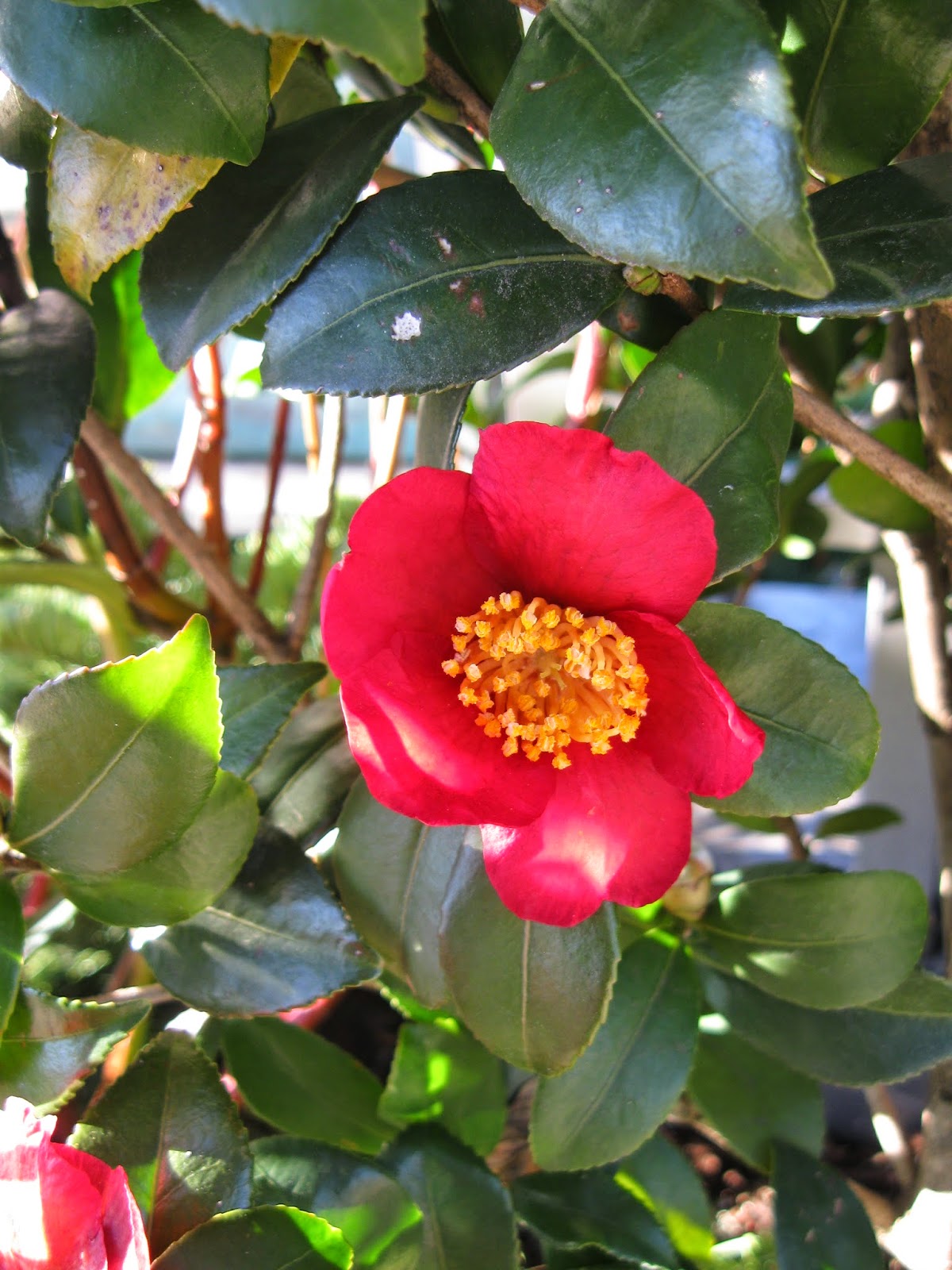 WashingtonGardener Camellia 'Yuletide' You Can Grow That!