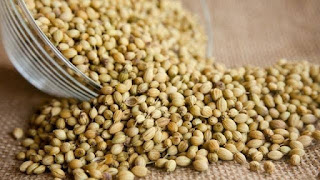 3 Benefits of Coriander for Ulcers, As a Natural Traditional Medicine