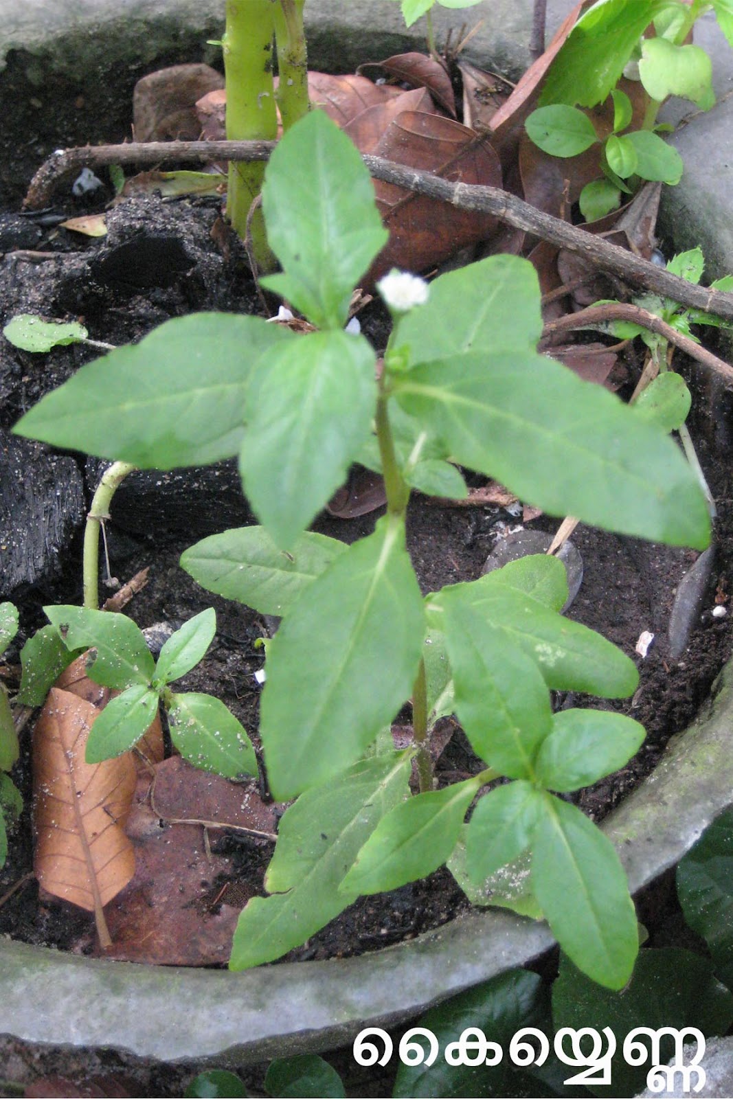 Ayurvedic Medicinal Plants in Kerala
