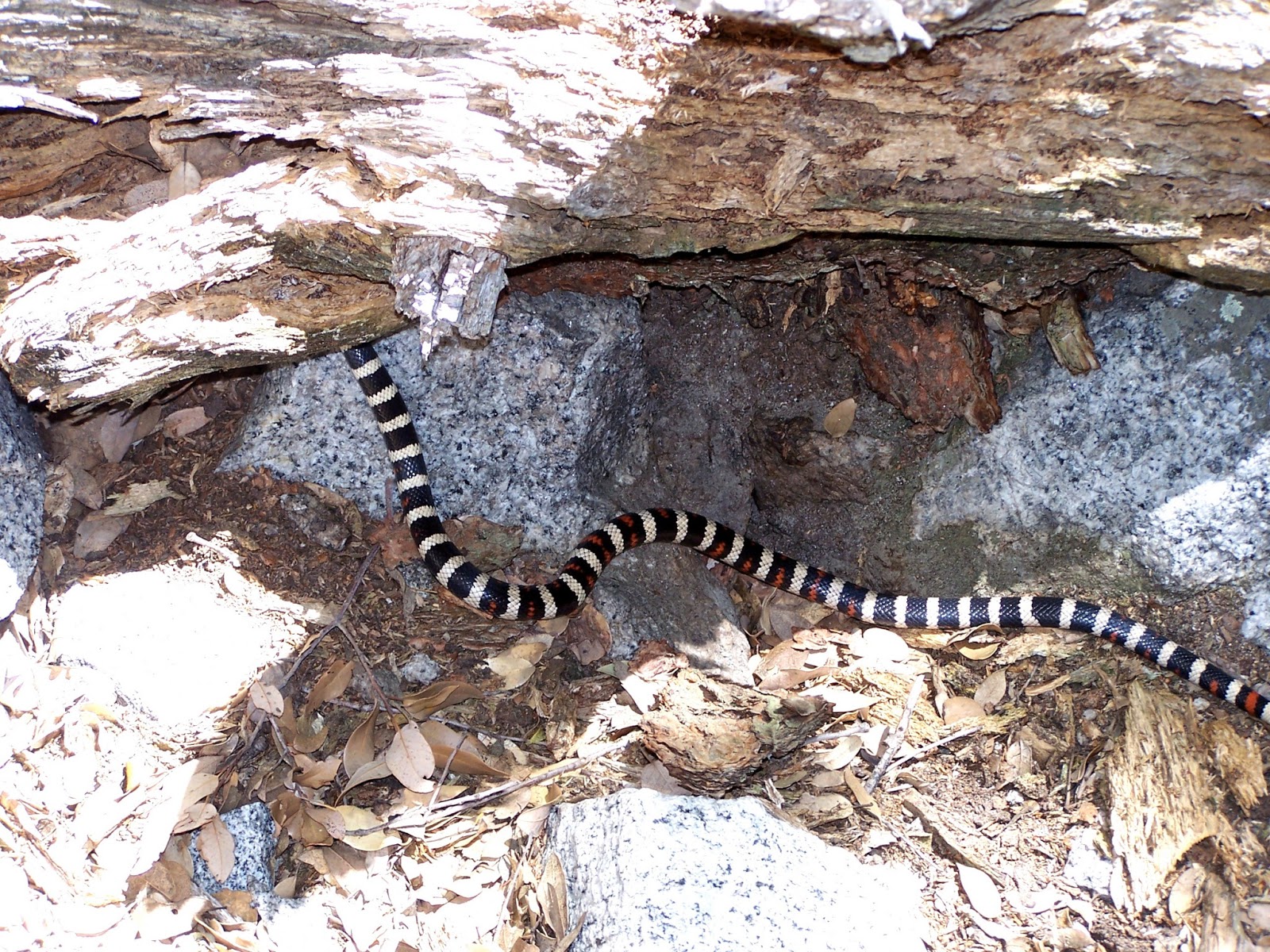The Natural World Animals of Yosemite National Park