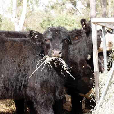 eight acres: cattle terminology