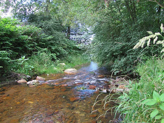Jedlica w Bukowcu.