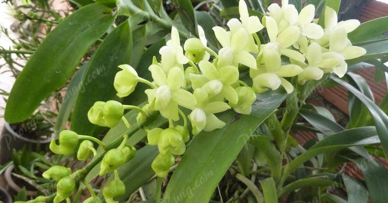 Nhận biết, cách trồng & chăm sóc Quế Lan Hương