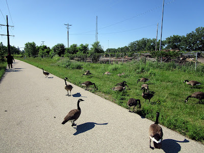 Geese on trail