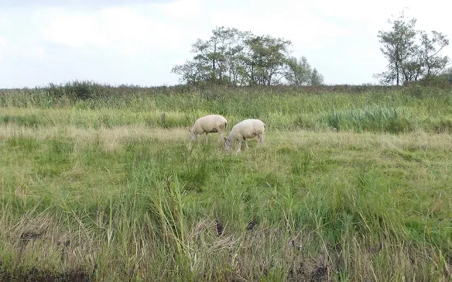 Achtergrond met twee witte schapen in het weiland