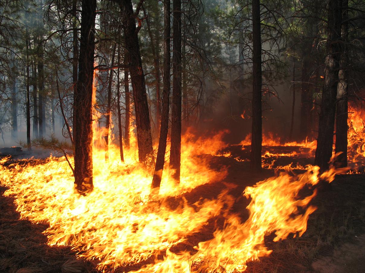 Лесные пожары решения. Лесные пожары. Лес в огне. Пожар в лиственном лесу. Верховой Лесной пожар.