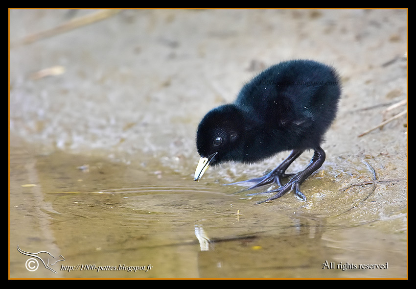 Rallus aquaticus - http://1000-pattes.blogspot.com/