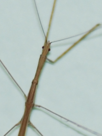 Tan Stick Insect Singapore Wild Animals: Stick and Leaf Insects