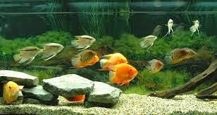CICLIDO GOLDEN SEVERUM CICLIDO GOLDEN SEVERUM