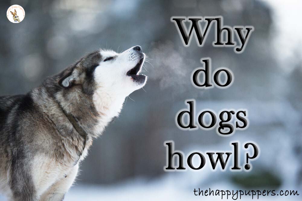 Why do dogs howl?