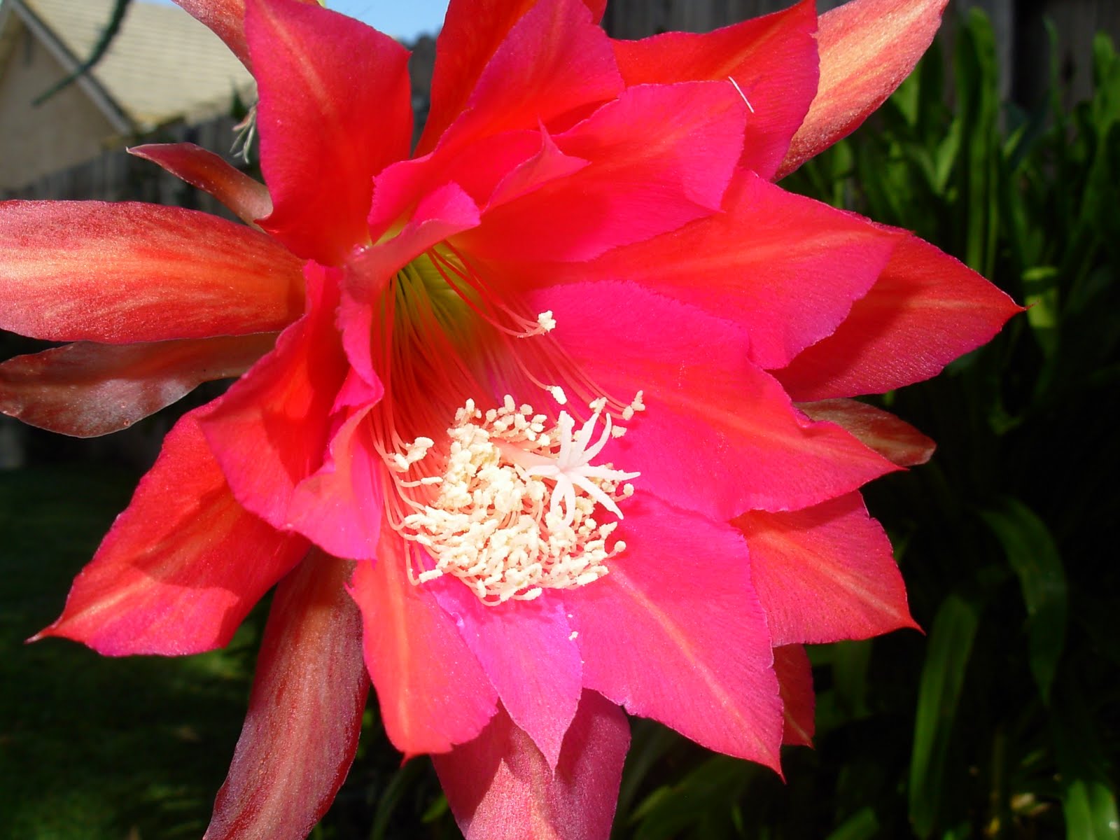 The Epiphyllum Garden Her Serene Highness (variegated)