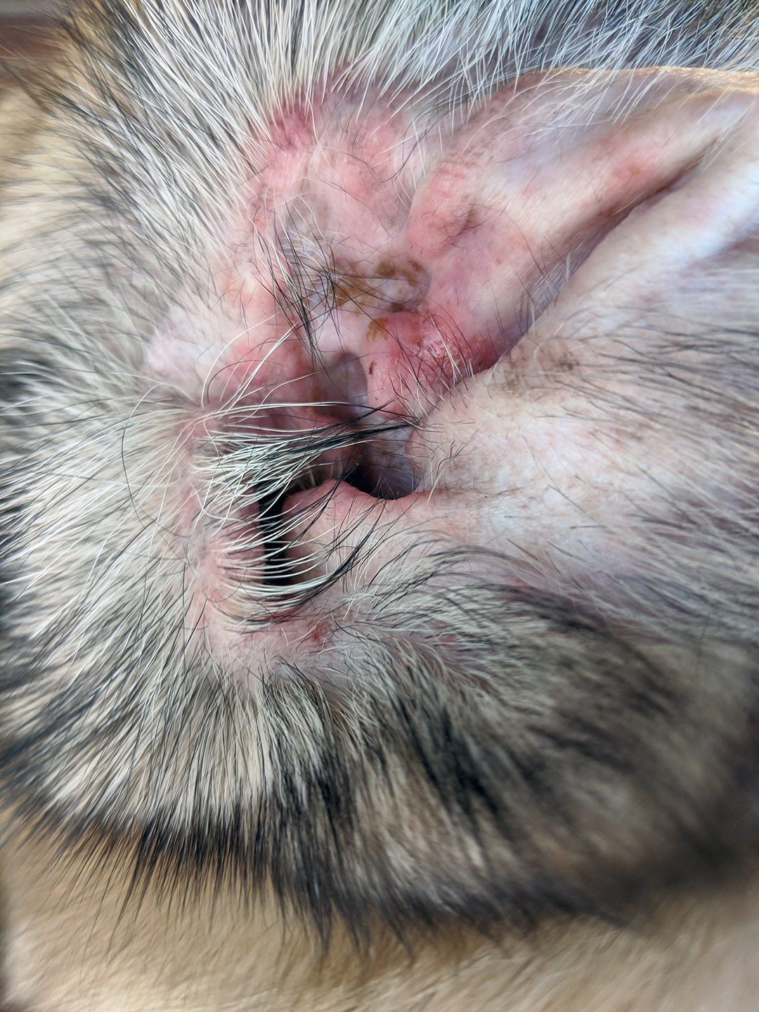 Environmental Allergies In Dogs A Pain In The Skin Australian Dog Lover