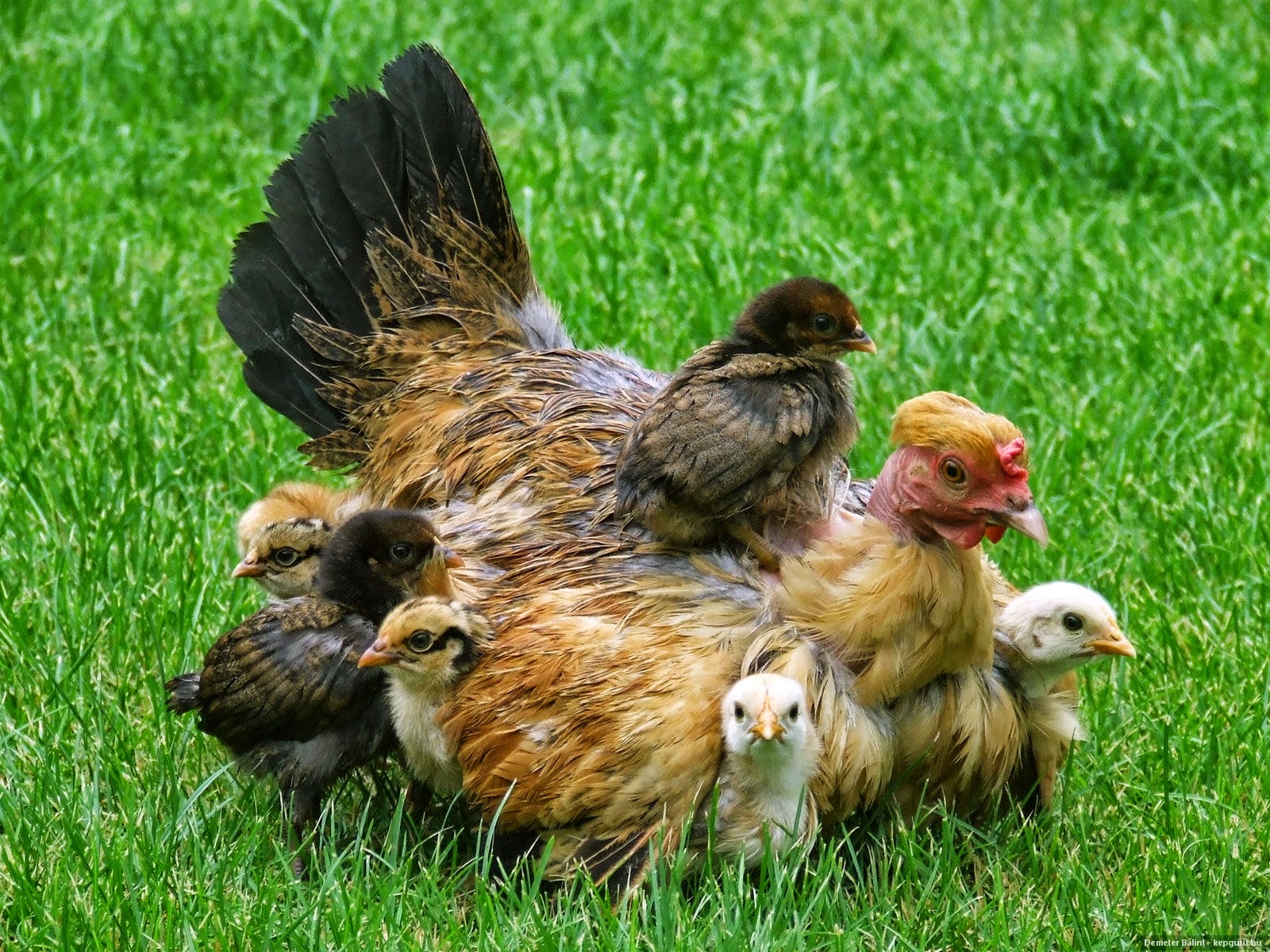 К чему снятся куры и цыплята. Курочка наседка. Курица наседка Квочка. Курица с цыплятами. Наседка с цыплятами.