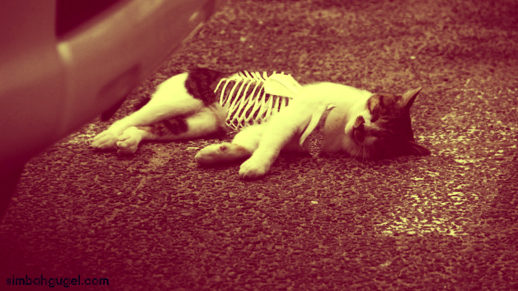 14 Arti mimpi kucing putih togel