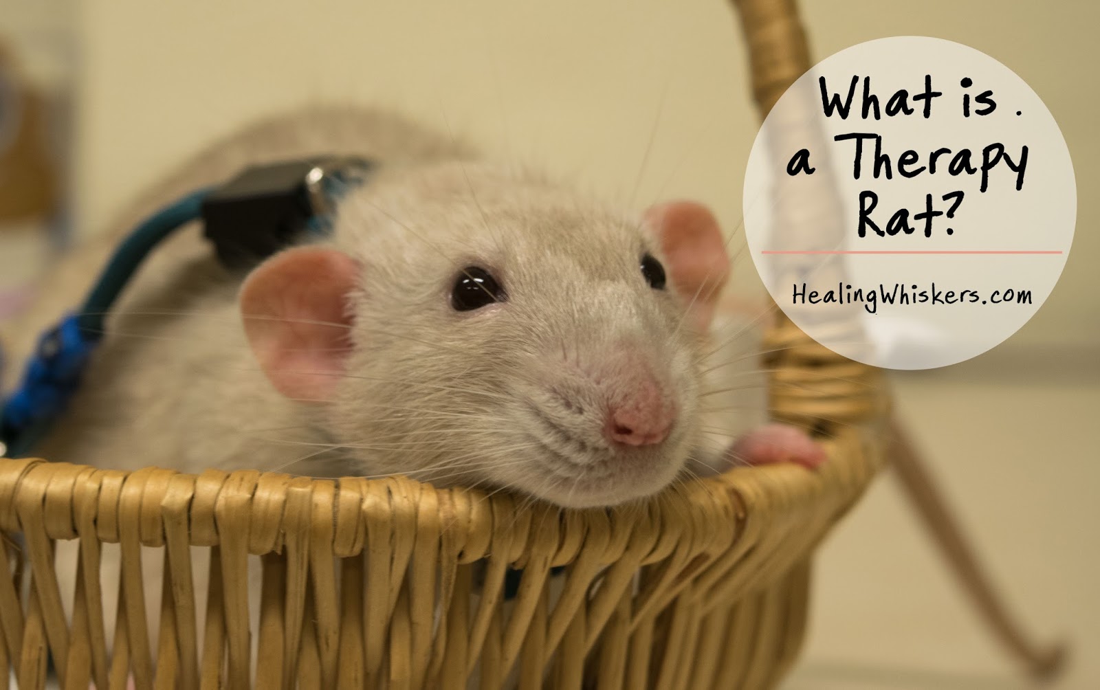 Healing Whiskers What is a Therapy Rat?
