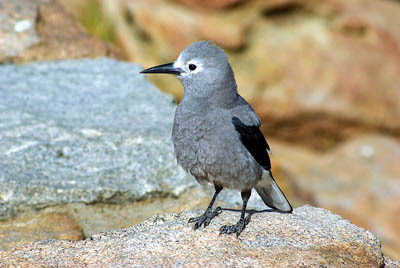Clark's Nutcracker on wall. Mike Goad from Pixabay Clark's Nutcracker on wall. Mike Goad from Pixabay