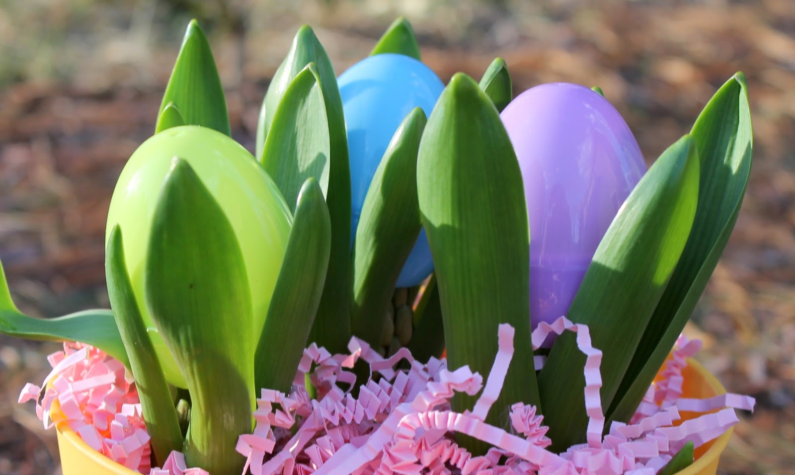 The Shower Planner Easter Egg Plants
