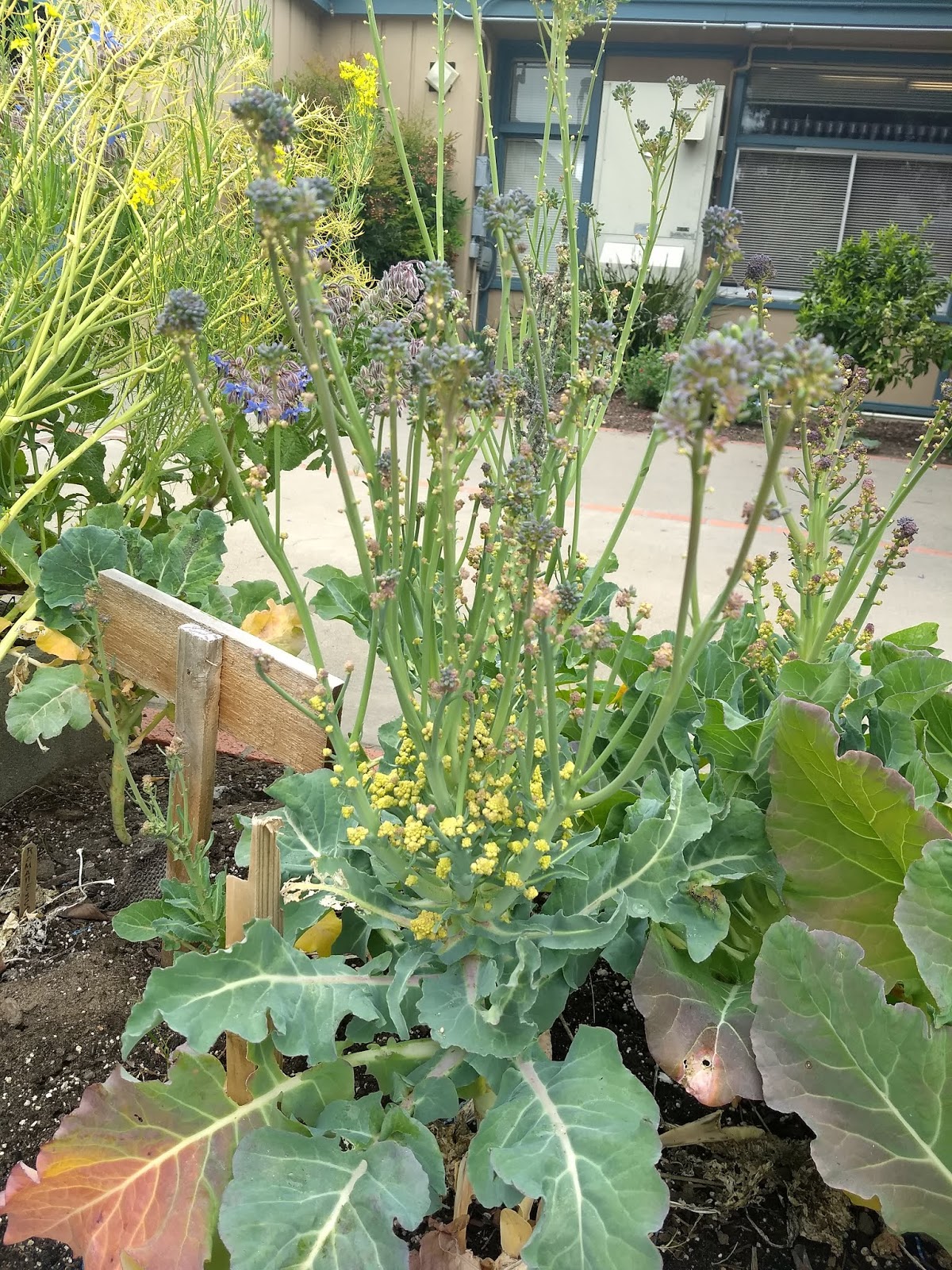 The Scientific Gardener Spring Garden Visits