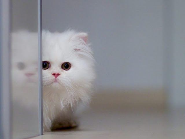 Top 45+ Những Hình Ảnh Dễ Thương Ngộ Nghĩnh & Đáng Yêu Nhất Năm