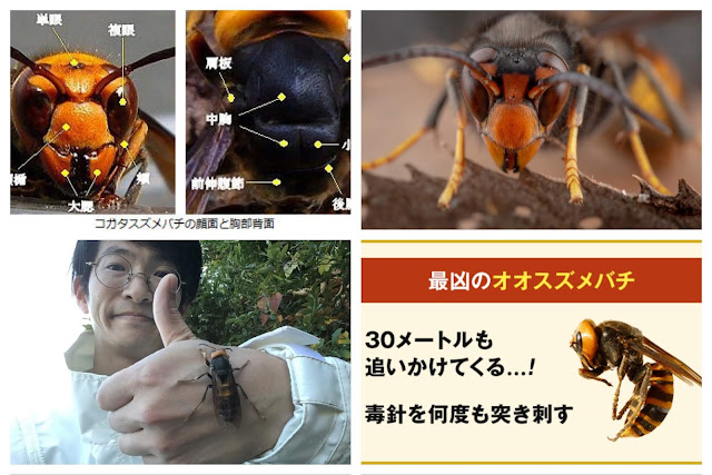 ドローン戦略: 恐ろしいアジアのスズメバチに対する防御の達人