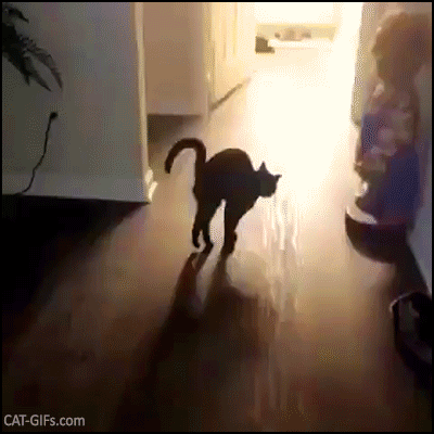 Amazing Cat GIF • Amazing acrobatic cat on front paws! Up and down Amazing Cat GIF • Amazing acrobatic cat on front paws! Up and down