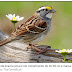 O novo canto desse pássaro viralizou no Canadá