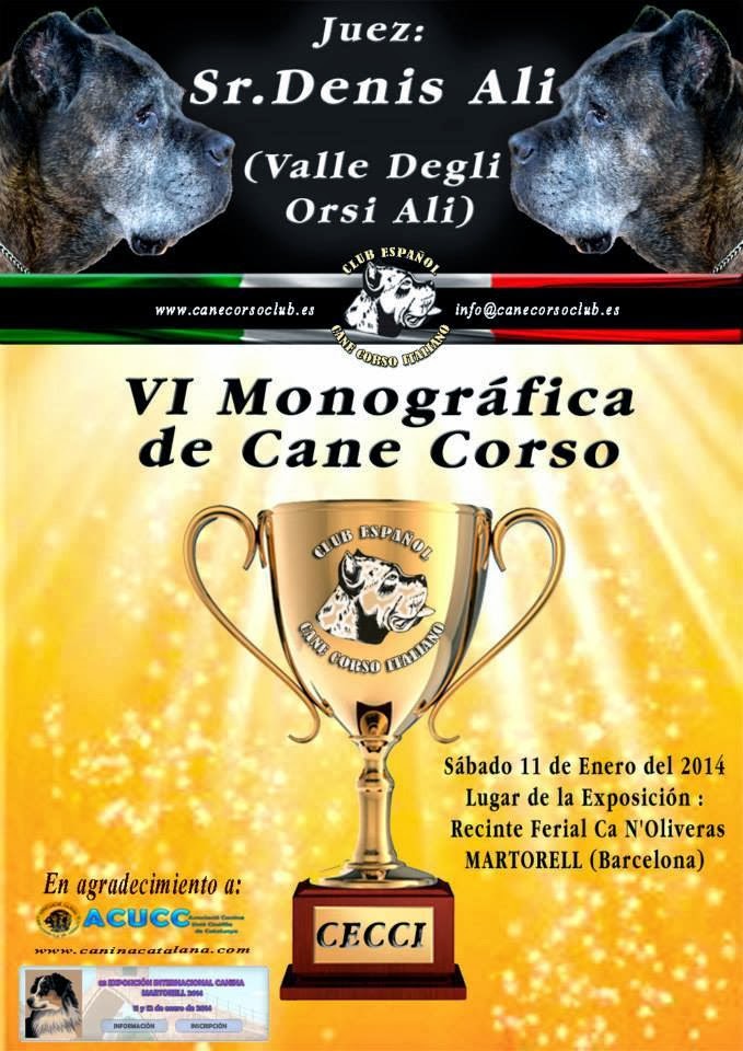 draagbaar Grillig Tegenstander Cane Corso Italiano 'dei Molossi d'Eburon' weblog: Monográfica Cane Corso +  International dog show Martorell 2014