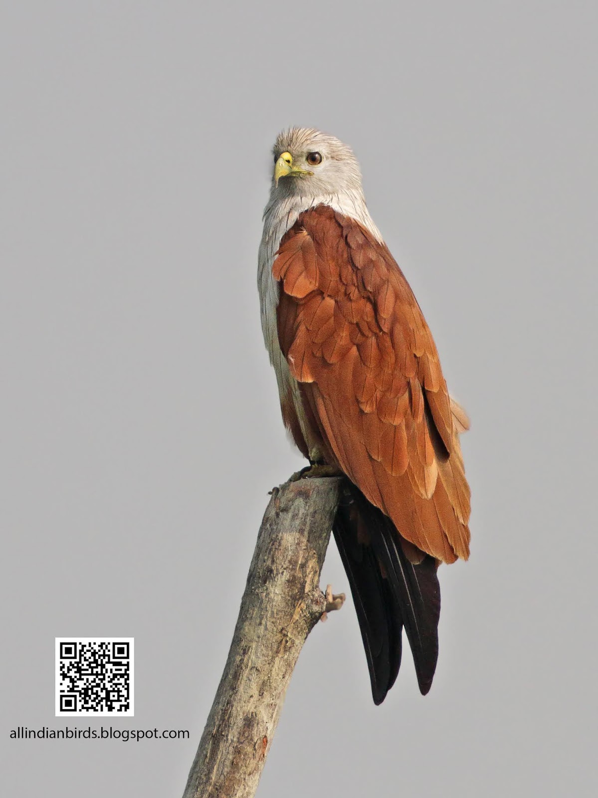 Birds of indian subcontinent brahminy kite bird image