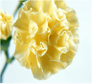 Hangi Cicek Ne Anlama Gelir En Iyi Hediye Fikirleri