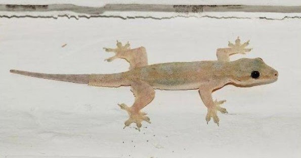 Kode Alam Di Berakin Cicak Mitos Kejatuhan Cicak