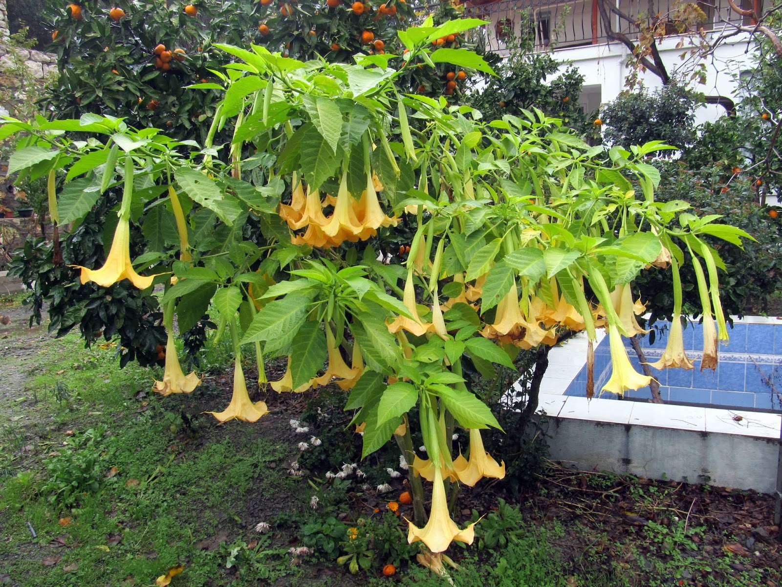 cittaslow botanik park ekim 2014