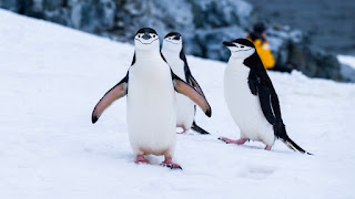Young peguins