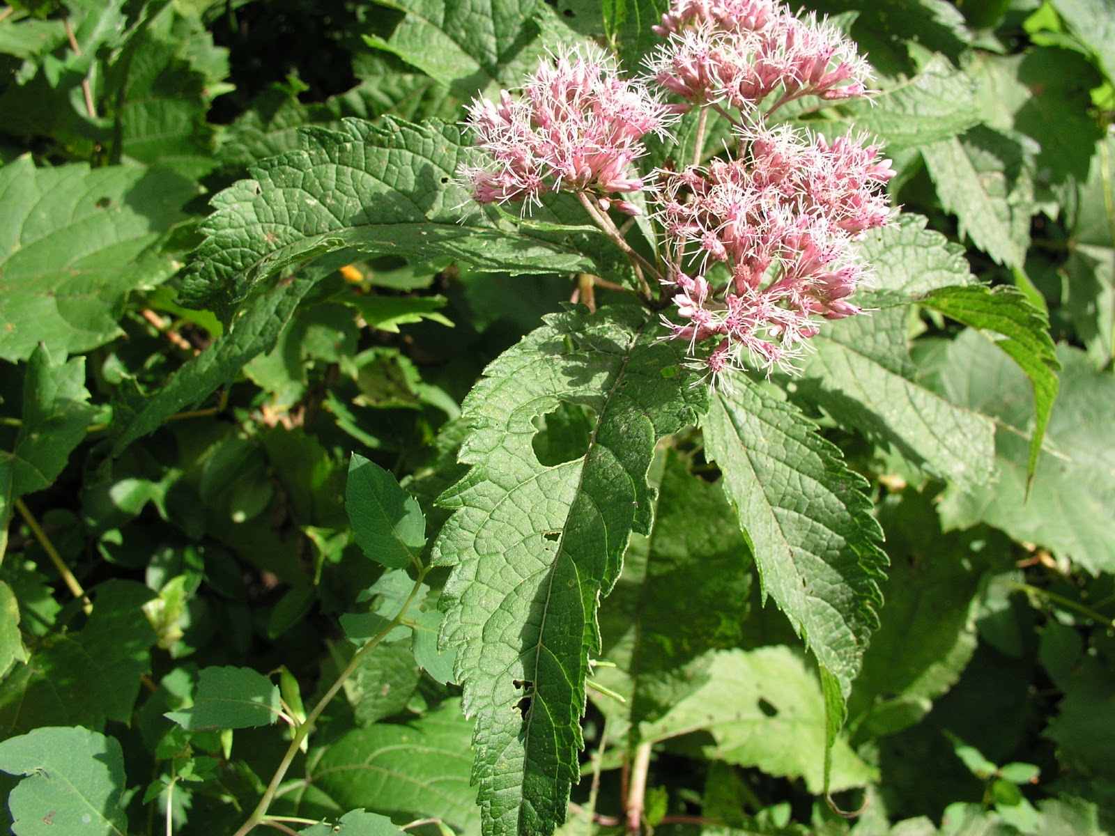 Herbs, Health and History Hasty Helpful Weeds Joe Pye Weed