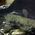 Oldest Fish in Australia, 'Granddad' Dies at Over 90 Years (Photo)