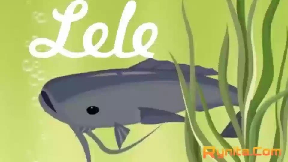 Cara Budidaya Ikan Lele di Kolam Terpal Bagi Pemula