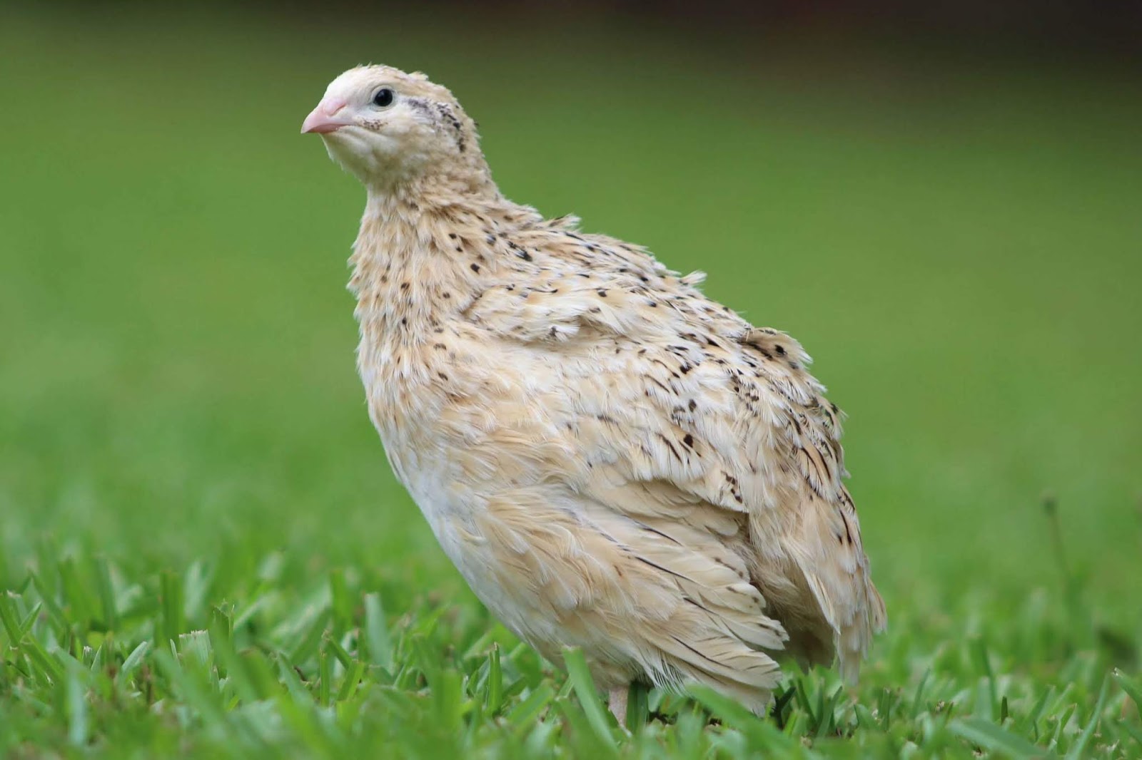 ΟΡΤΥΚΙΑ (QUAILS) photos - wallpapers (ανανεωμένο) | the fun bank