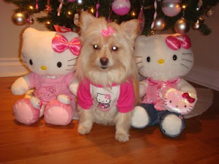 Dog with Hello Kitty plush soft toy at Christmas