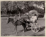 Indian+Horse+Cart+(Ekka)+-+Benares+(Varanasi)+c.1890's