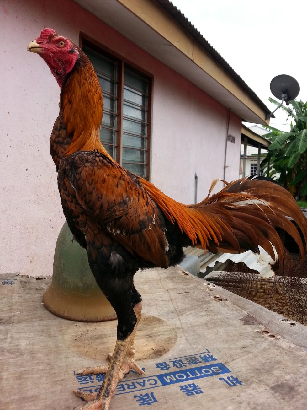 Ayam Siam Sabung Laga Pupuh Gambar Terbaru Brazilian Bloodline