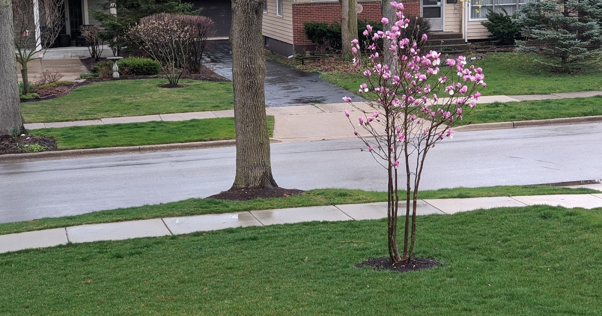 Saucer Magnolia Tree Blooming in Northern Illinois April 2021