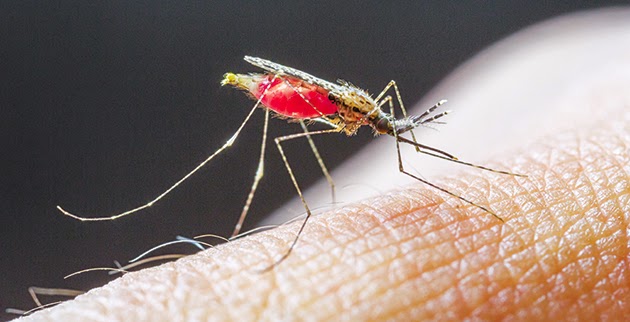 Τα κουνούπια τσιμπούν με βάση και το DNA