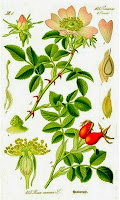 Rosa Silvestre Escaramujo
