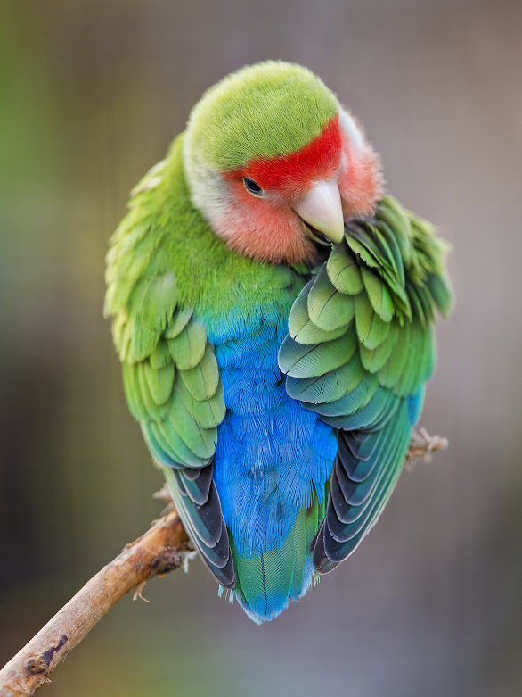 Training and Handling African Love Birds