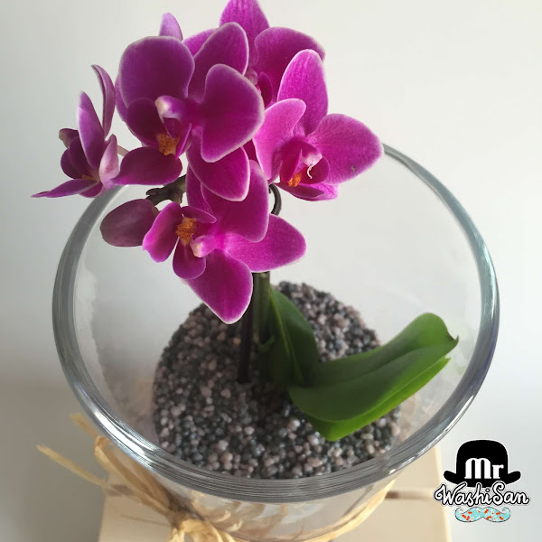 Trasplante de una orquídea mariposa a un jarrón de cristal