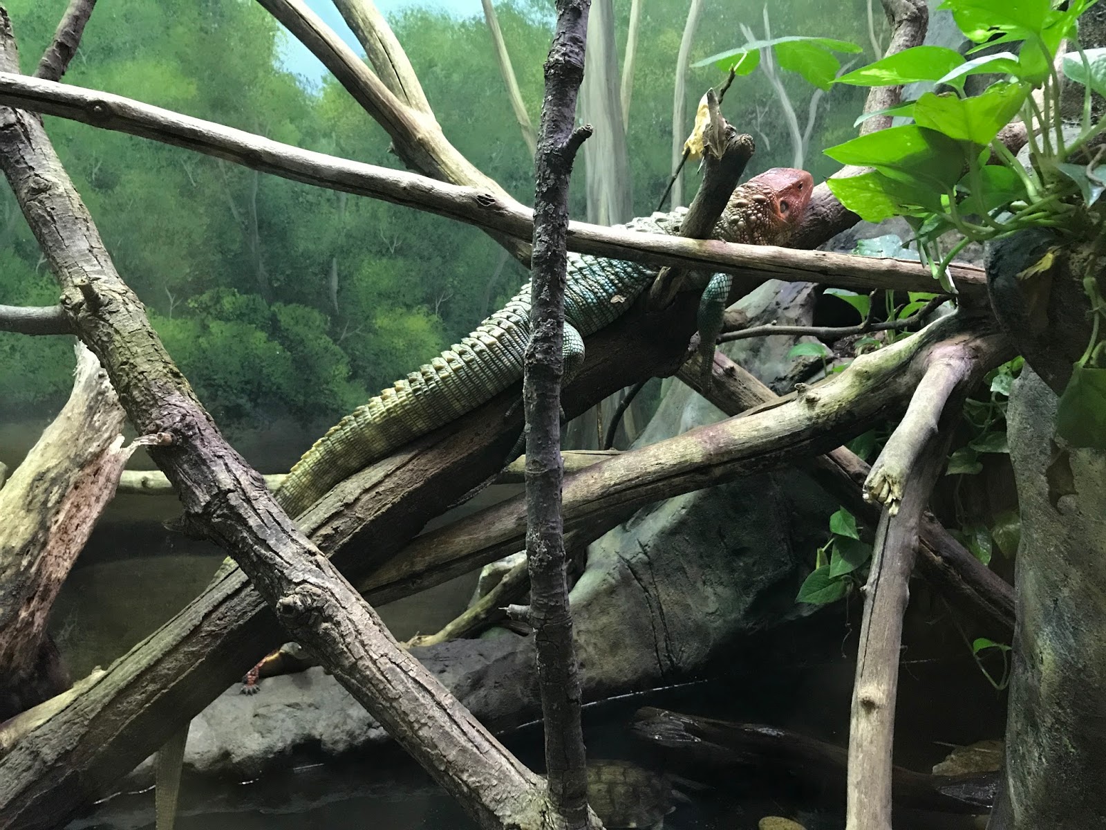 Pop's Chicago Tiki Room Reptiles at the Brookfield Zoo; Chicago, Illinois