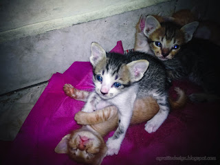Adorable Young Baby Cats Behavior Playing With Each Other In The Corner Of The House North Bali Indonesia